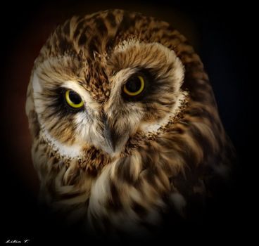 Kniha Sova z nabídky knižního e-shopu KNIHCENTRUM.CZ