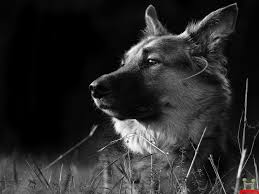 Ilustrace k thrilleru Vlk Mo Hayderové z nabídky KNIHCENTRUM.CZ